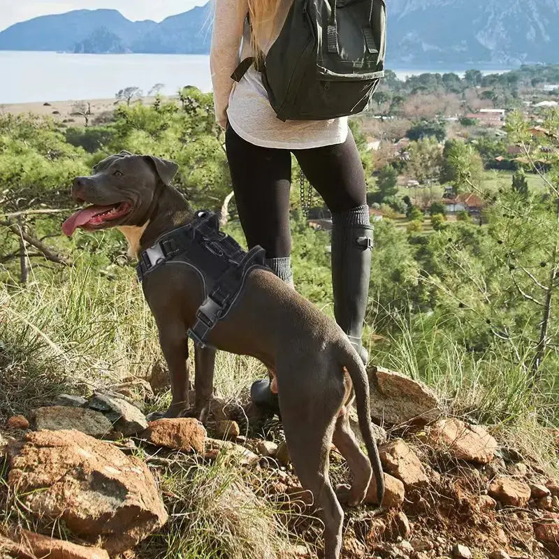Anti-Zug-Hundegeschirr mit Ortung: So funktioniert es und wer profitiert