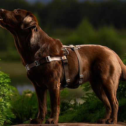 STURMFREI® Saver – Patentierte Front-Führung & Extra-Sicherung - für kleine bis mittlere Hunde