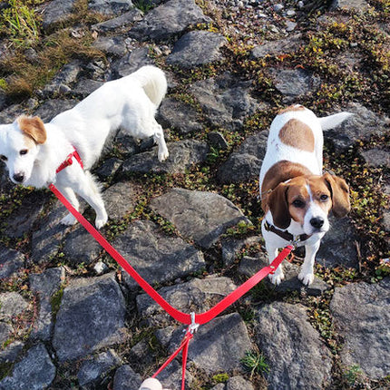 Doppelleine TECHTELMECHTEL aus BioThane®/Pop - Band