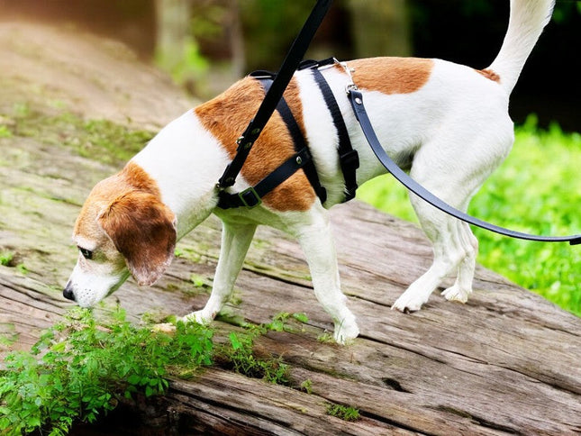 STURMFREI® Saver – Patentierte Front-Führung & Extra-Sicherung - für kleine bis mittlere Hunde