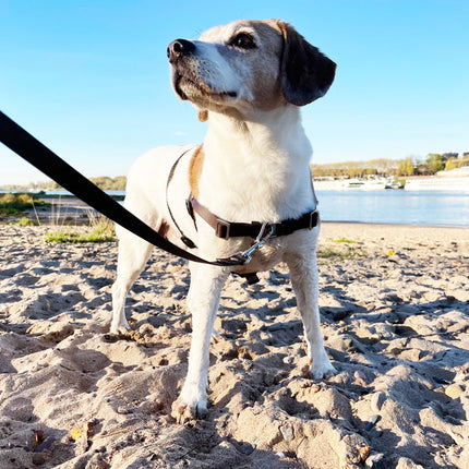 STURMFREI® Saver – Patentierte Front-Führung & Extra-Sicherung - für kleine bis mittlere Hunde