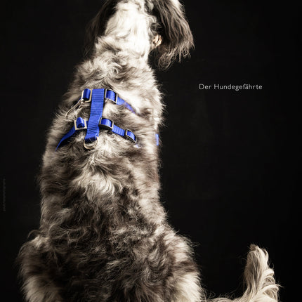 STURMFREI® Saver – Patentierte Front-Führung & Extra-Sicherung - für kleine bis mittlere Hunde