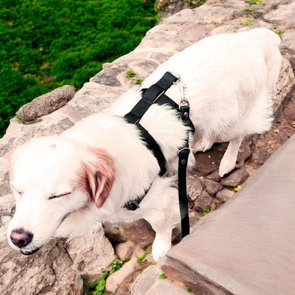 STURMFREI® Saver – Patentierte Front-Führung & Extra-Sicherung - für kleine bis mittlere Hunde