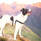 M mit gewebten Bauchgurten / Rot / Ohne